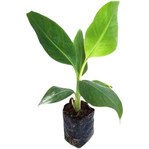 香蕉苗粉蕉苗红香蕉苗矮化蕉苗皇帝蕉香蕉果树苗高产香蕉带土带叶 - 图3