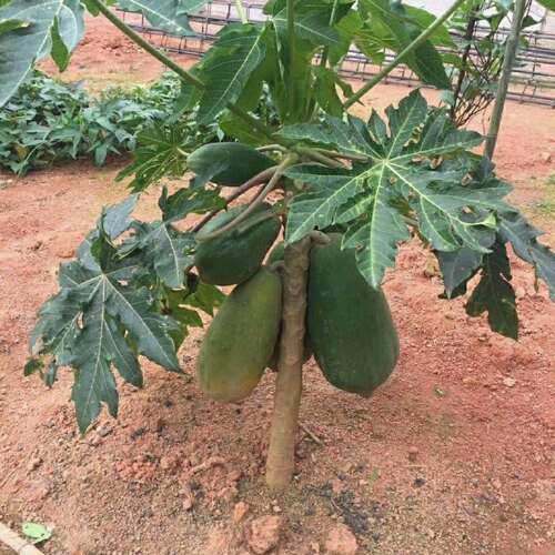 矮脚木瓜树苗红心木瓜四季南北方种植阳台盆栽当年结果木瓜水果苗 - 图2