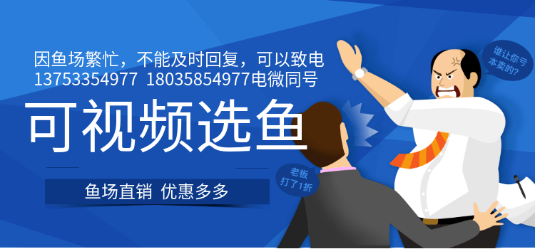 三湖慈鲷鱼 精品大马鲷岩栖类发色公鱼合集热带鱼淡水观赏鱼活体 - 图2