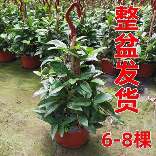 球兰带花大苗羊脂玉球兰花盆栽卷心叶攀援爬藤植物 花卉 - 图3