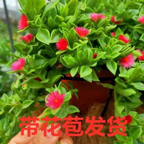 牡丹吊兰花苗带花阳台垂吊植物四季吊兰盆栽开花植物多年生好养 - 图3
