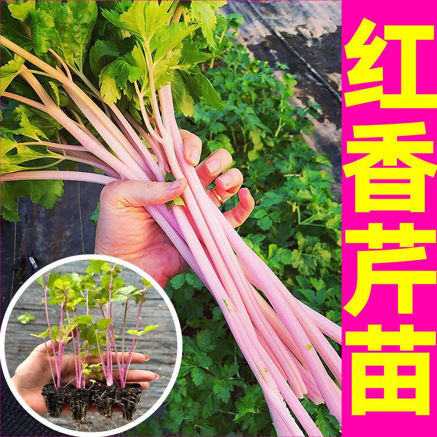 荷兰红香芹菜秧苗营养丰富四季小香芹皇后西芹种子四季春秋蔬菜苗