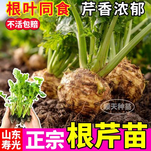 根芹苗子四季地中海根芹秧苗芹菜盆栽蔬菜高产阳台根芹种球正宗 - 图0