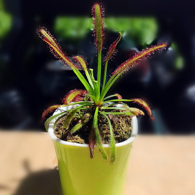 好望角茅膏菜捕蚊小飞虫红白宽叶食虫植物捕蝇草食虫草室内盆栽 虎窝淘