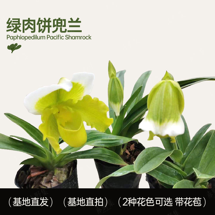 赤野集 兰花带花苞绿肉饼红肉饼兜兰 易养易开花花期长年宵花盆栽