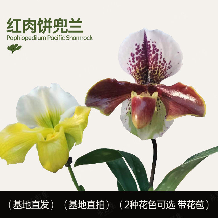 赤野集 兰花带花苞绿肉饼红肉饼兜兰 易养易开花花期长年宵花盆栽
