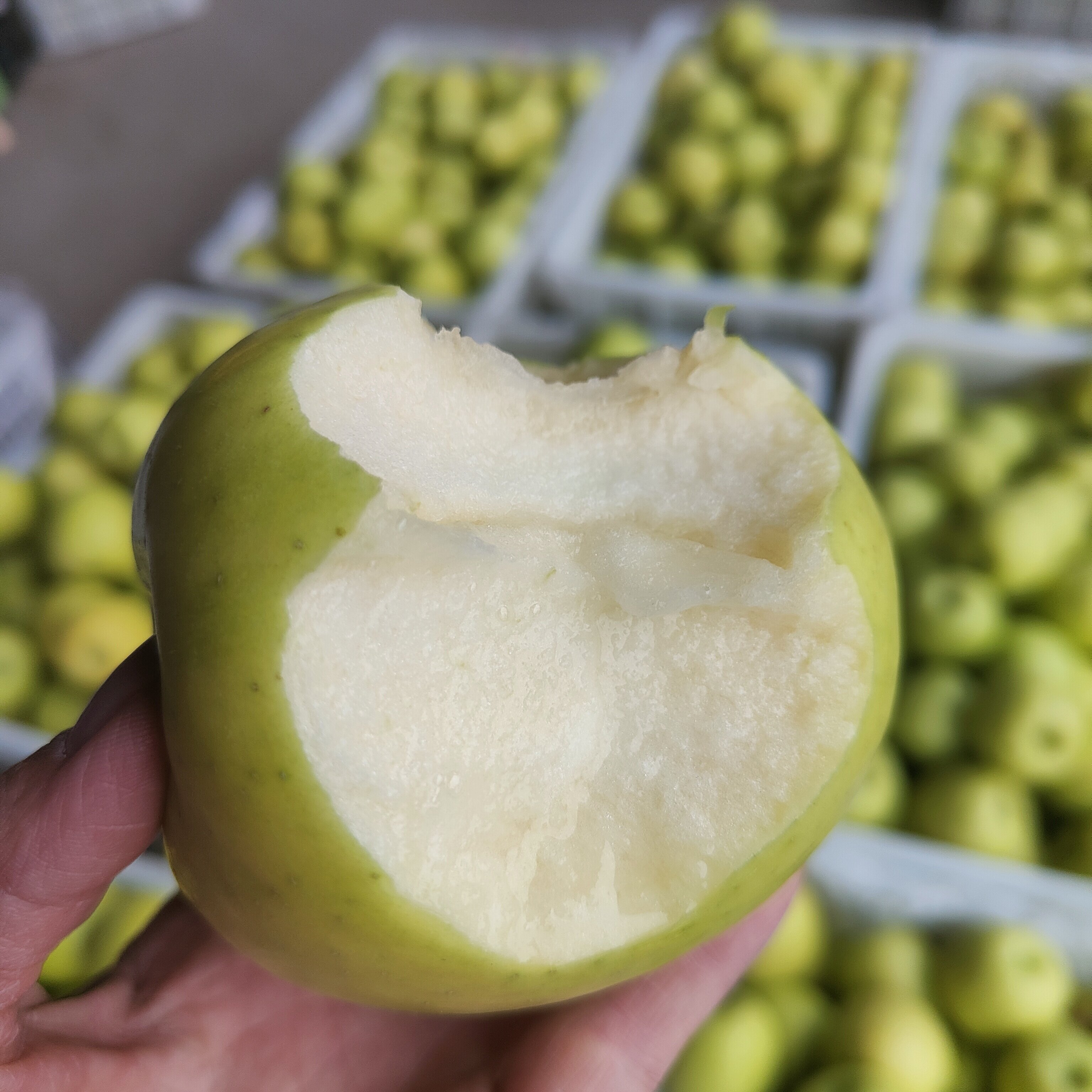 陕西白水苹果瑞雪青苹果脆甜清香 西农大研发正宗白水瑞雪