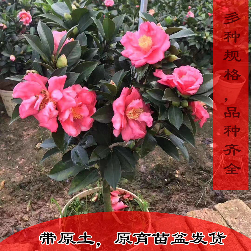 棕榈四季茶花盆栽新品种重瓣型山茶花夏梦系列开花不断四季带花苞
