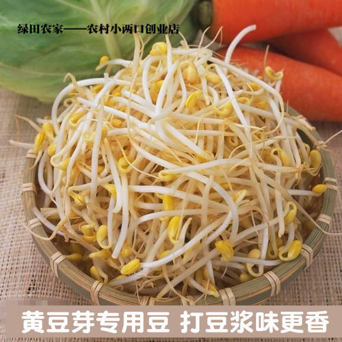 非转基因黄豆发豆芽专用黄豆打豆浆芽豆芽苗菜中小粒做纳豆 5斤装 - 图2