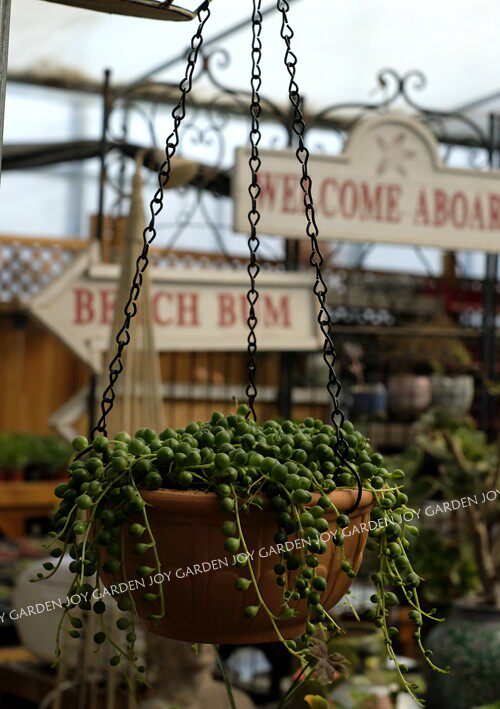 爱上花园细质陶盆橘瓣吊盆 秘密花园无孔配送铁质吊链非偏包邮 Gardenjoy爱上花园 淘优券