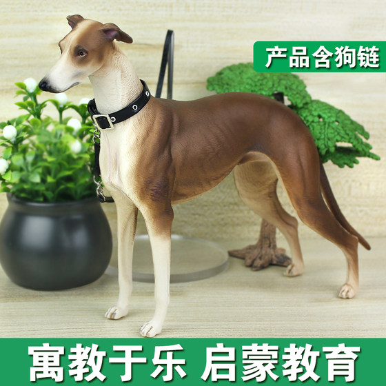 3-year-old greyhound outdoor simulation animal model