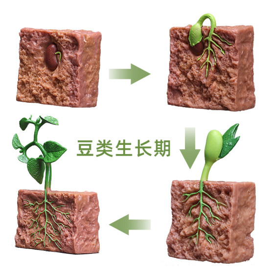 Simulated plant growth cycle toys