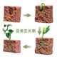 Simulated plant growth cycle toys