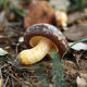 Simulated mushroom model toy landscaping