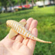 Simulated marine life model plowshares zebra shark fur seal