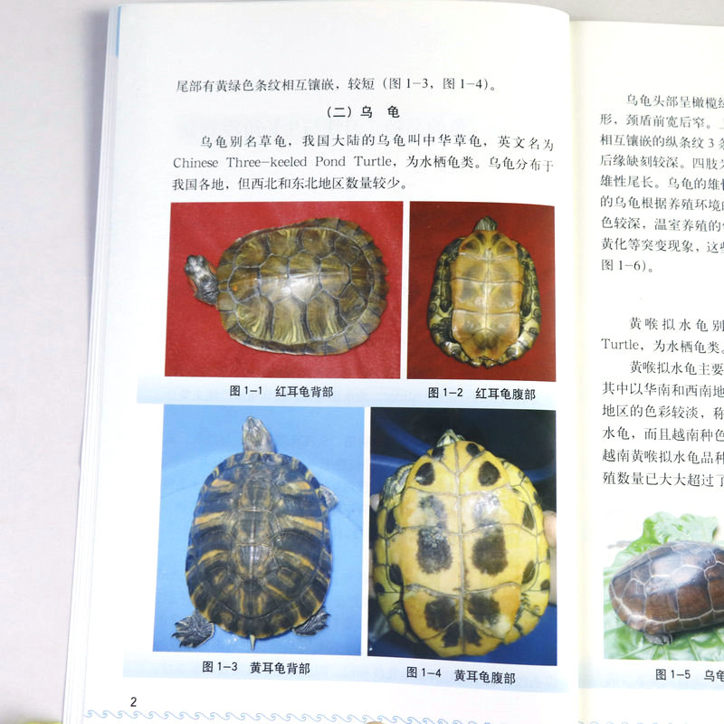 【溢价出售】图说高效养龟关键技术 乌龟养殖技术宠物龟养龟大全正版书籍 - 图1