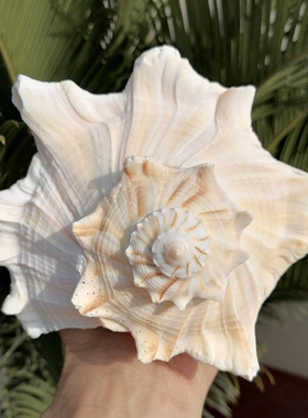 天然海螺贝壳左旋螺稀有