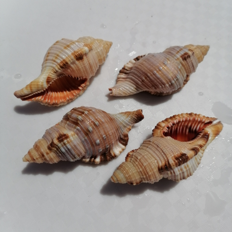 海螺贝壳毛法螺 稀少收藏标本螺家居橱窗摆件 水族鱼缸造景装饰 - 图2