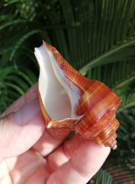 三湖鱼备用水族装饰橱窗海螺贝壳