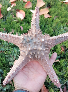 超大帝王海星标本海洋生物标本