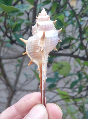 水族家居地台橱窗装饰海螺贝壳