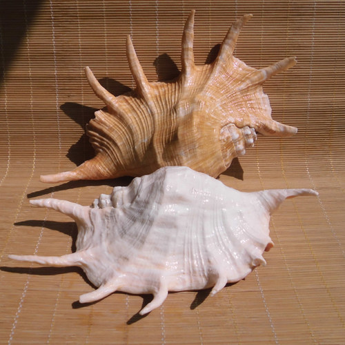 天然海螺贝壳超大蜘蛛螺七角螺爪子螺地中海家居摆件水族鱼缸造景 - 图1