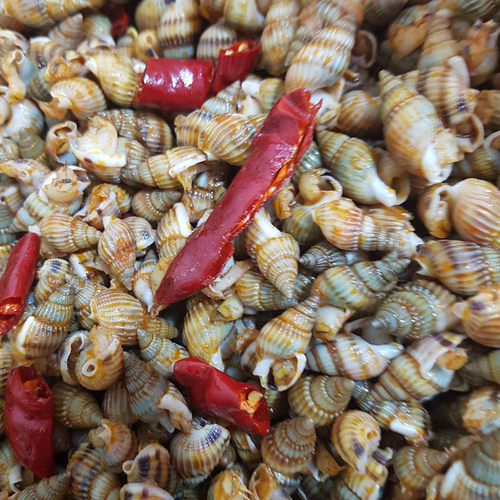 东港海鲜新鲜活冻海螺丝鲜活海瓜子海锥吐沙加工冷冻海锥原料食材 - 图2