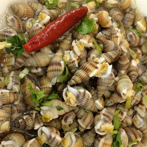 东港海鲜新鲜活冻海螺丝鲜活海瓜子海锥吐沙加工冷冻海锥原料食材 - 图1