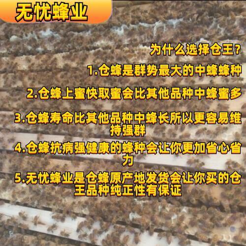 【湖南省发货】湖南仓王伏牛阿坝天柱王中蜂蜂王种王处王新产卵王