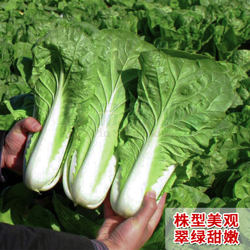快菜种子小白菜种籽蔬菜籽种大全四季阳台速生易种油美丽快菜种孑-图0