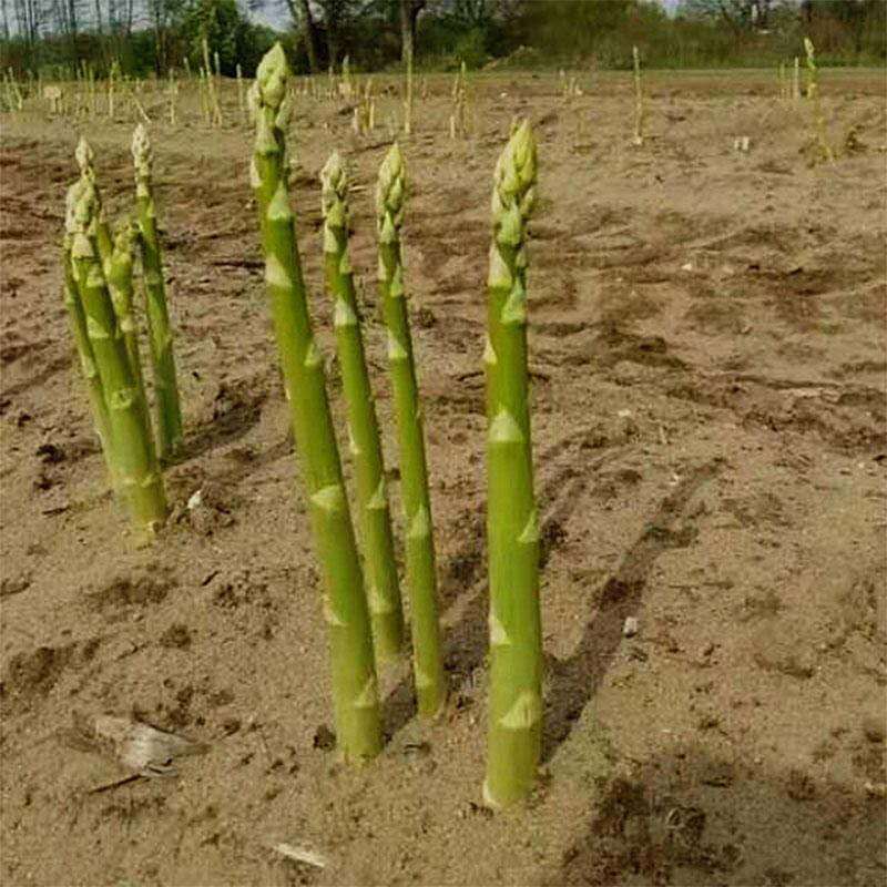 芦笋根苗种植紫色芦笋苗四季种植卢笋种植蔬菜三年种苗阳台盆栽苗-图0