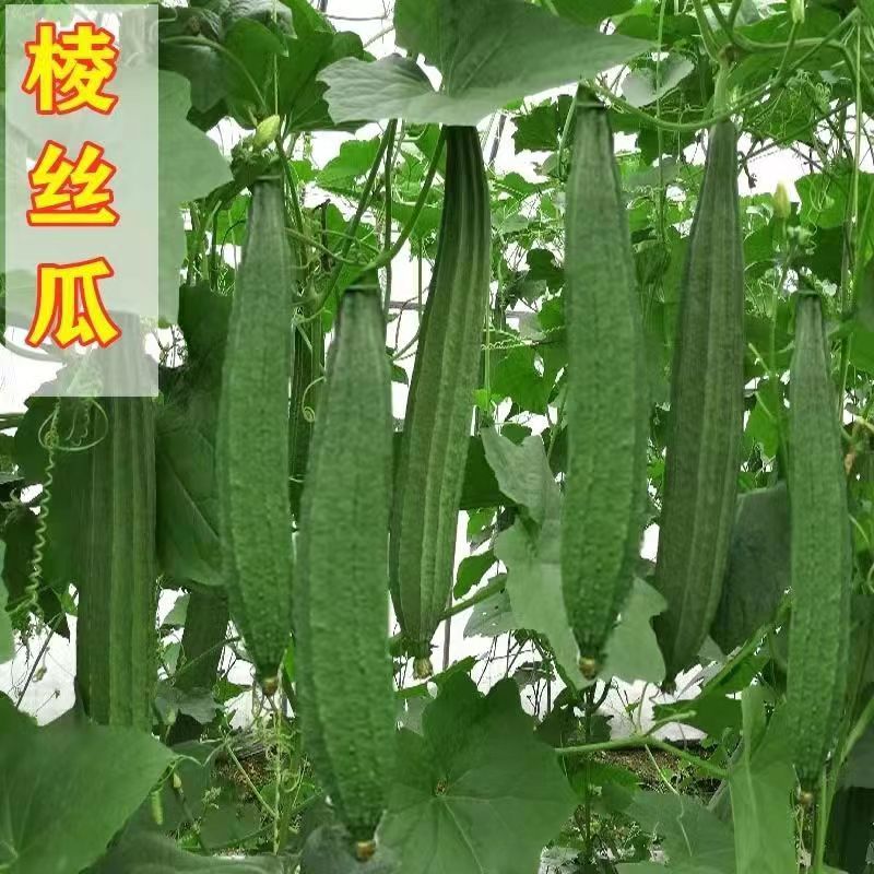 潮汕棱角丝瓜新鲜当季农家露天种植蔬菜清甜长肉八角丝瓜5斤包邮 - 图0