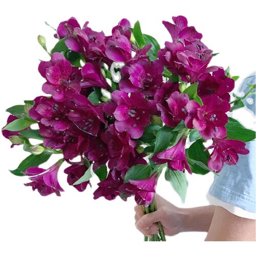 出口紫色水仙百合六出花鲜花温柔优雅好养易开云南昆明直发节日 - 图0