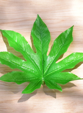 单片仿真八角金盘叶子塑料假叶婚庆装饰插花叶绿色植物墙单支过胶