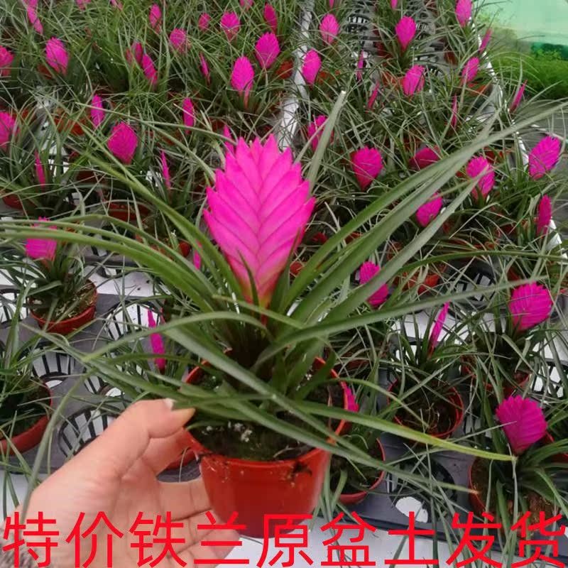 空气兰植物空气凤梨 Top 66件空气兰植物空气凤梨 22年12月更新 Taobao