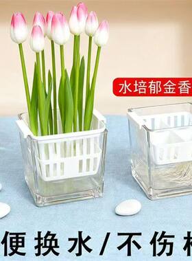 水培郁金香花盆含定植篮不伤根