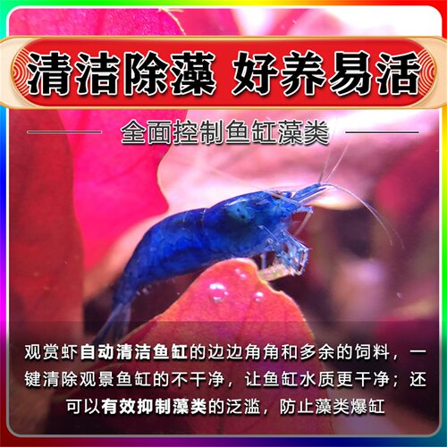 黑壳虾鲜活观赏虾淡水清洁除藻工具虾活体宠物樱花虾极火虾水晶虾 - 图2