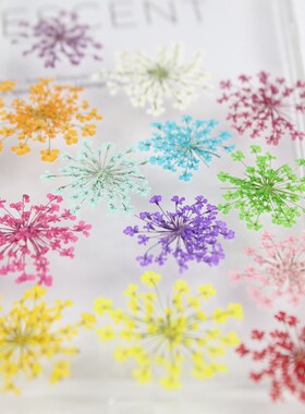 蕾丝花雪珠花干花押花美甲相框