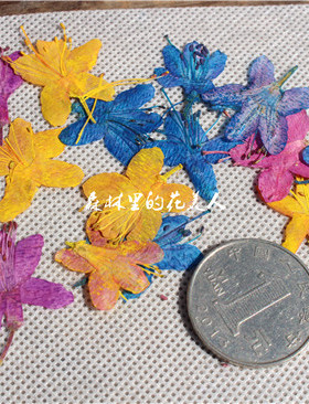 森林里的花美人  Fior杜鹃花 映山红  pressed flowers押花干花