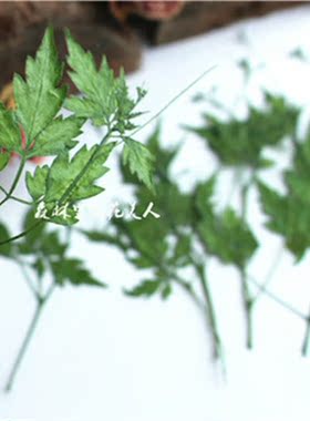 pressed幹花滴胶手工植物标本