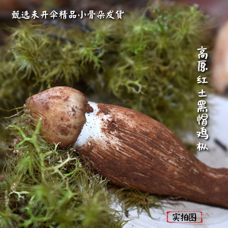 云南野生鸡枞菌新鲜精品黑皮不开伞鸡腿鸡枞500g-1000克顺丰冷链-图1