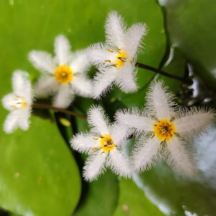 一叶莲碗莲水生花卉水培植物室内阳台四季开花美盆栽鱼缸浮萍睡莲 - 图0