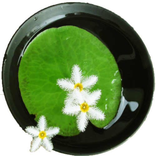 一叶莲碗莲水生花卉水培植物室内阳台四季开花美盆栽鱼缸浮萍睡莲 - 图3