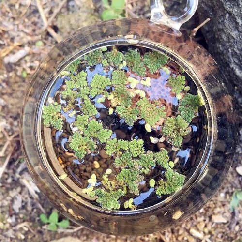 满江红珊瑚萍浮萍细绿萍红萍绿萍水生植物净化水质鱼虾浮性水草 - 图2