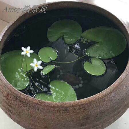 一叶莲碗莲水生花卉水培植物室内阳台四季开花美盆栽鱼缸浮萍睡莲 - 图2