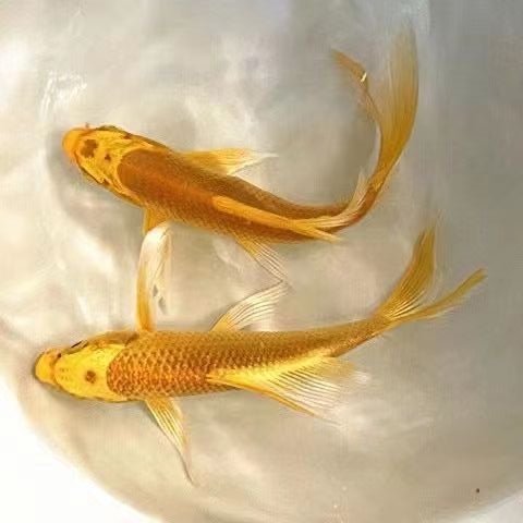 冷水淡水观赏鱼锦鲤锦鲫草金黑白黄红好养耐活金鱼包活包邮活体鱼 - 图1