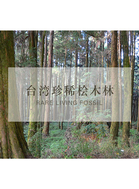 真正台湾阿里山桧木10单方精油