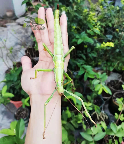 绿椒竹节虫活体宠物昆虫叶子虫叶䗛绿椒竹节虫另类巨扁卵吃芭乐 - 图2