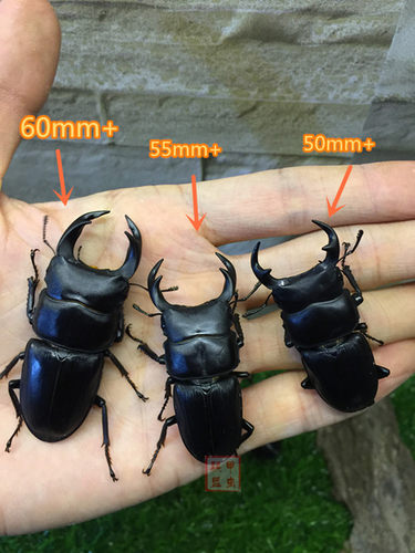中国大锹 新手入门昆虫宠物 中华大锹扁锹甲 成虫活体独角仙甲虫 - 图2