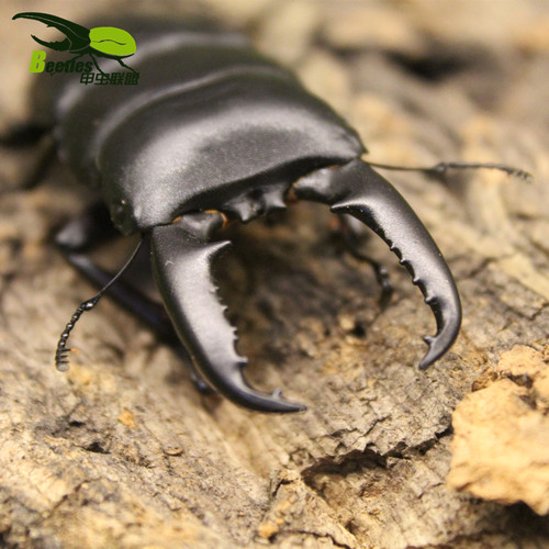 中国华大扁锹甲虫宠物活体成虫锹形虫昆虫独角仙长戟毛象大兜虫 - 图0